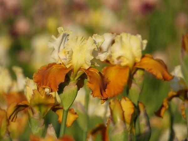 Fall Fiesta Potted Iris