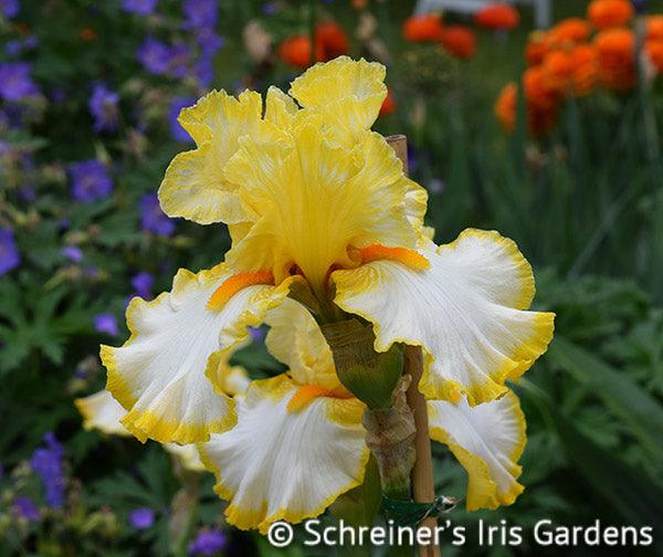 Sunrise Elegy - Free bonus with $40 Bearded Iris Purchase