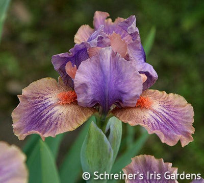 April Fanfare Potted Iris