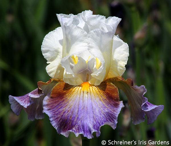 Get Back | Tall Bearded Iris – Schreiner's Gardens