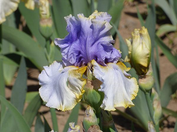 Easter Lace  Tall bearded Iris - Nola's Iris Gardens