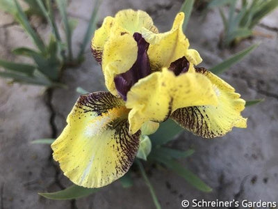 Darn Cute Potted Iris