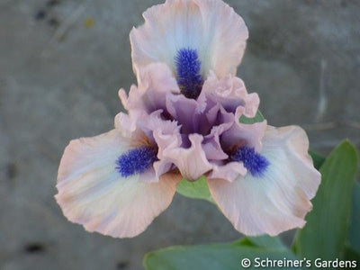 Gate to Paradise Potted Iris