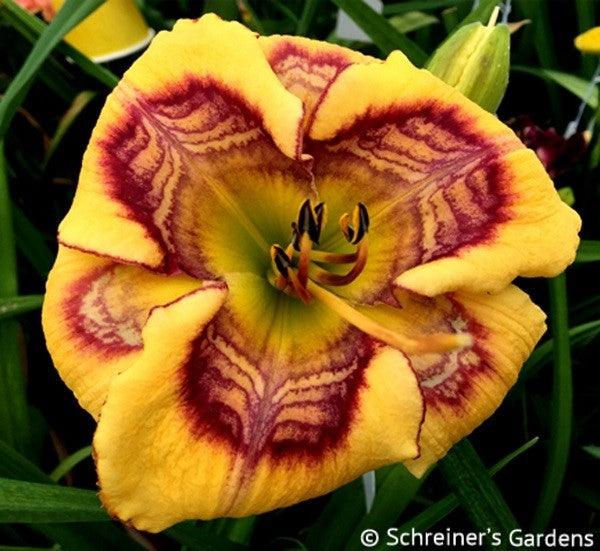 Collusion (Daylily)