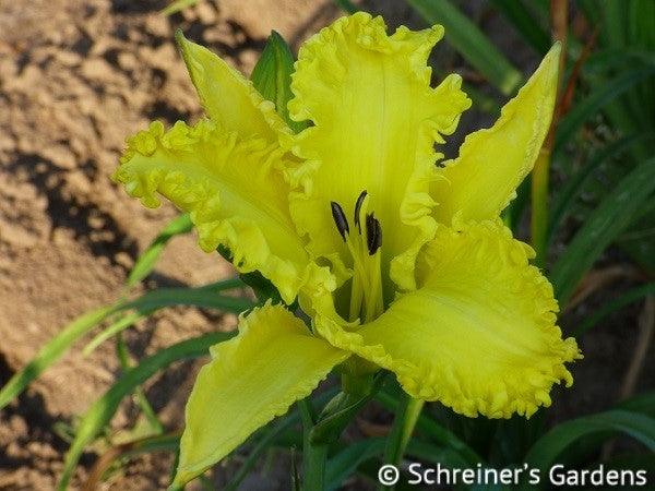 Shattered Glass (Daylily)