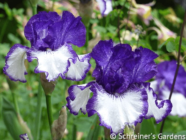 PlantFiles Pictures: Tall Bearded Iris 'Lace Artistry' (<i>Iris</i