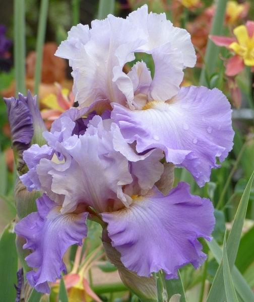 Mother Earth | Tall Bearded Iris – Schreiner's Gardens