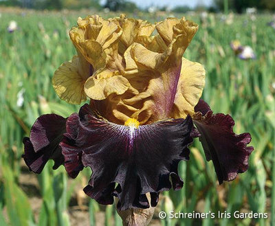 Table for Two Potted Iris