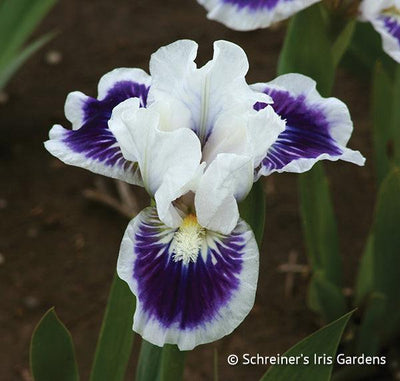 Riveting Potted Iris