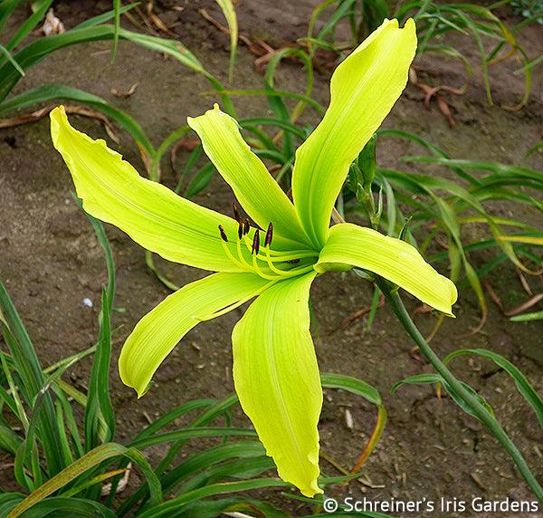 Green Inferno