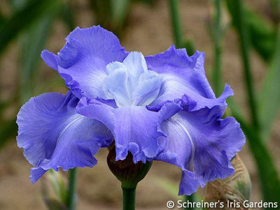 Downstream Potted Iris