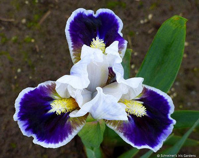 Bitty Beauty Potted Iris