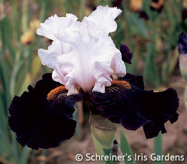 Starring | Tall Bearded Iris – Schreiner's Gardens