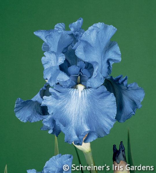 Bearded Iris Colors  Shop Bearded Iris by Color Blue Iris – Schreiner's  Gardens