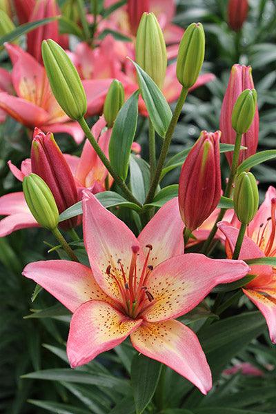 Song of Joy Lily Collection (Asiatic) | Oriental and Asiatic Lilies ...