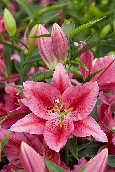 Talk of the Town Oriental Lily Collection (Tall) | Discontinued Collections