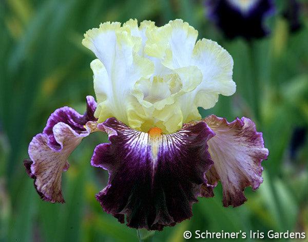 Comedy | Tall Bearded Iris