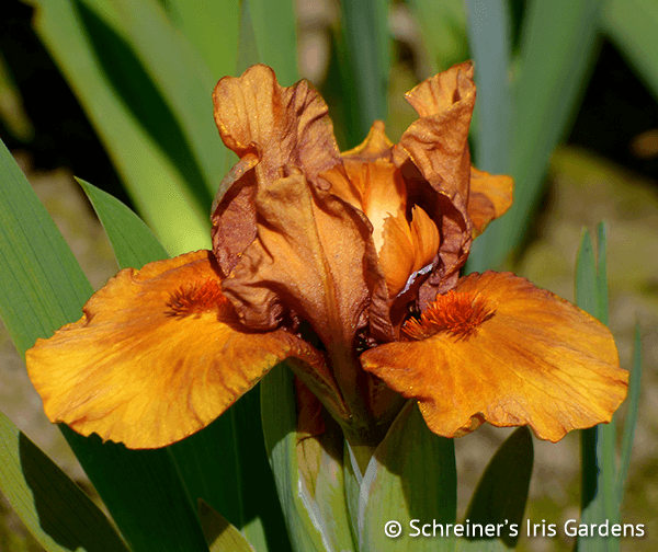 Benson | Dwarf Bearded Iris