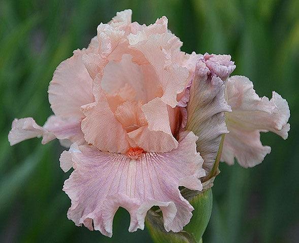 Sweet Kisses Tall Bearded Iris