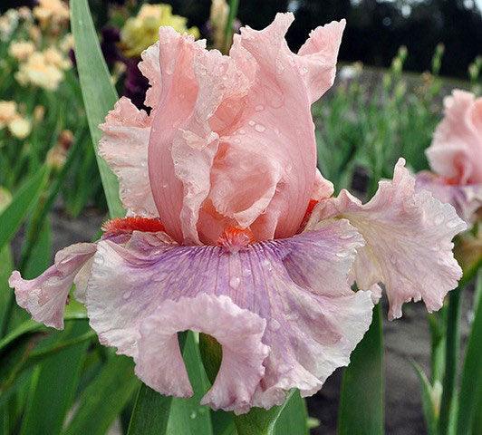 Sweet Kisses Fragrant Iris