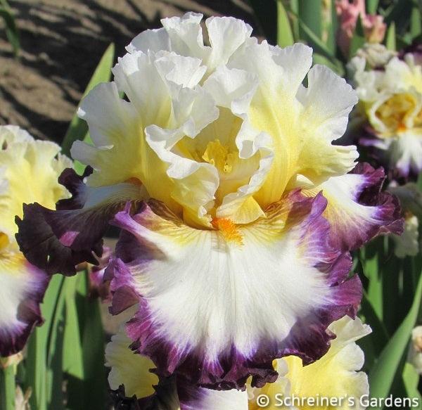 Another Round | Tall Bearded Iris