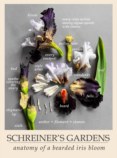 iris flower diagram