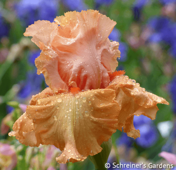 Autumn Riesling | Tall Bearded Iris