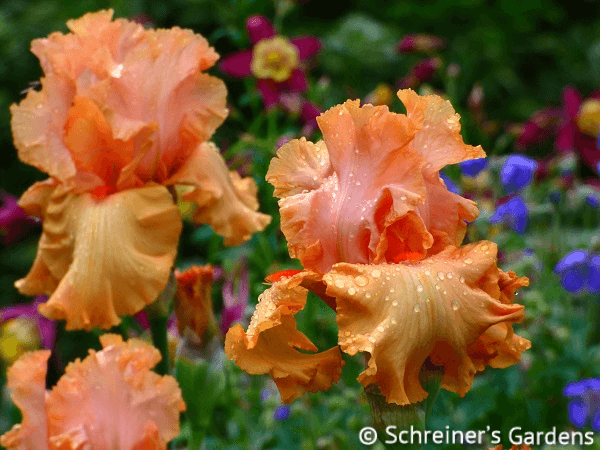 Autumn Riesling | Tall Bearded Iris