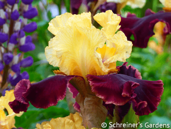 Sasparilla Tall Bearded Iris