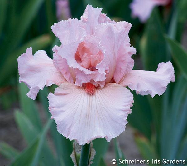 Pinking of You | Tall Bearded Iris