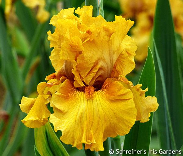 oldie-goldie-tall-bearded-iris