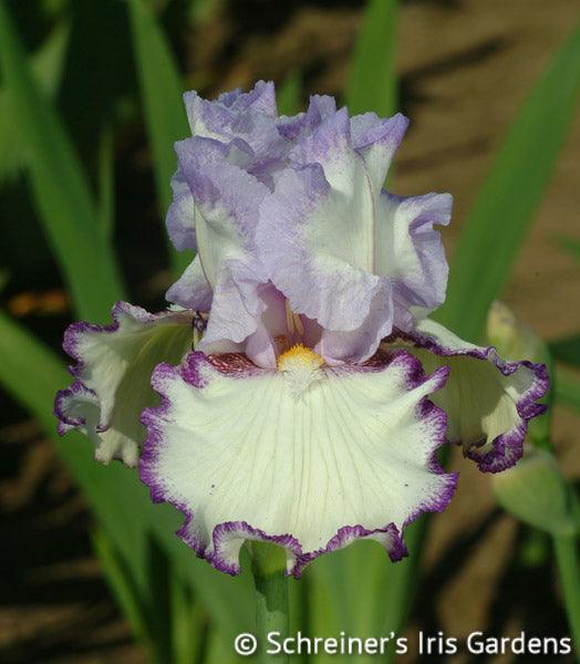 Petticoat Shuffle | Tall Bearded Iris