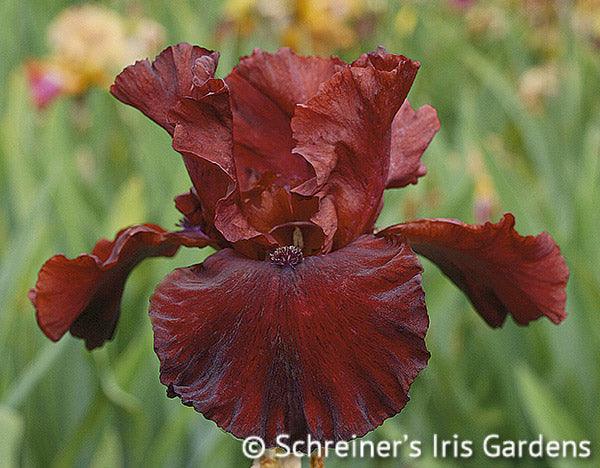 Red Dirt Road | Tall Bearded Iris